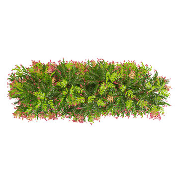 3d illustration of lilly pilly  plant isolated on transparent background from top view
