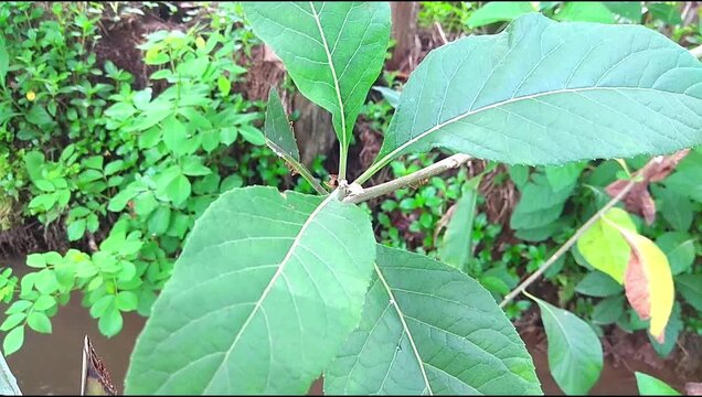 The footage shows a group of ants working on a tree branch, with a river flowing underneath