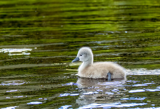 Newly fledged mute swan cygnet swimming on the pond