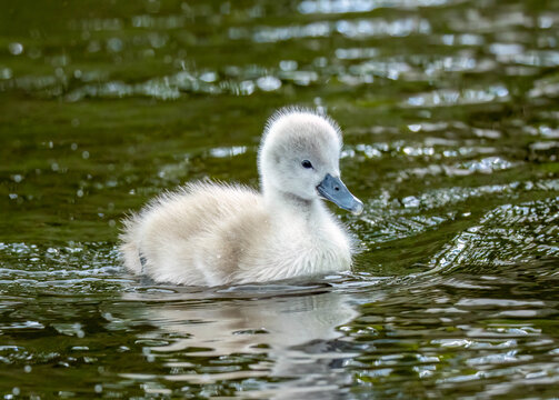 Newly fledged mute swan cygnet swimming on the pond