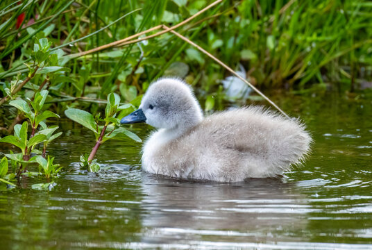 Newly fledged mute swan cygnet swimming on the pond