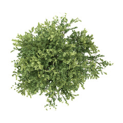 Obraz premium 3d Rendering Of Elm Tree on Transparent Canvas from top view