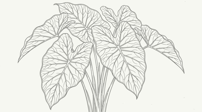 Minimalist botanical line art illustration of tropical caladium leaves on a plain background.