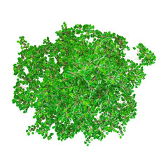 Obraz premium 3D rendering of Himalayan birch tree on transparent background from top view