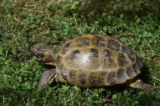 Schildkr&ouml;te