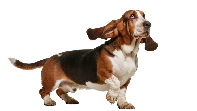Tri-colored Basset Hound dog with long floppy ears, isolated on transparent background