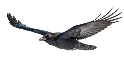 Obraz premium Dark black crow bird with spread wings flying, isolated on transparent background