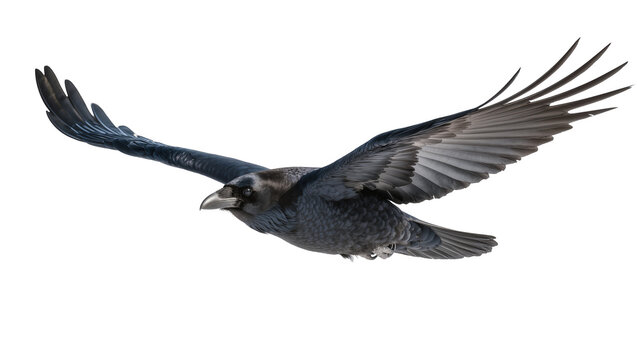 Dark black crow bird with spread wings flying, isolated on transparent background