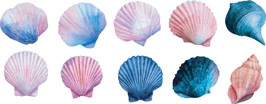 set of colorful shell