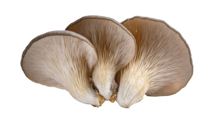 Cluster of beige oyster mushrooms with delicate gills, isolated on transparent background © Miguel