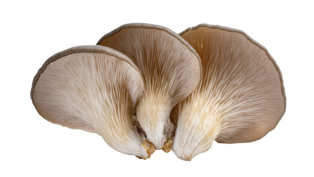 Cluster of beige oyster mushrooms with delicate gills, isolated on transparent background