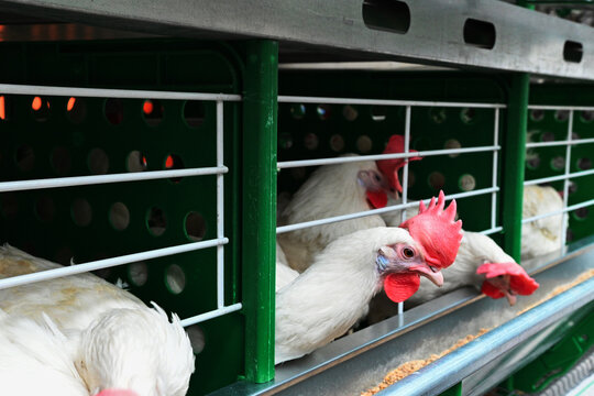 Chickens in a cage at a farm during the day