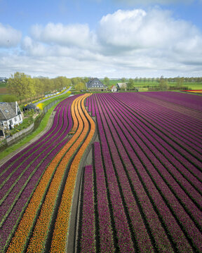 Aerial view of vibrant purple and orange tulip fields in curved rows near a traditional farmhouse under a cloudy sky Bobeldijk, North Holland, Netherlands.