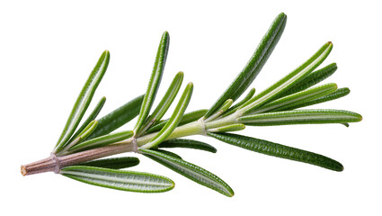 Fototapeta premium Fresh green rosemary sprig with needle-like leaves, isolated on transparent background