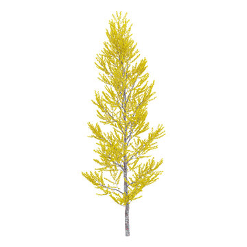 collection of American larch tree on transparent canvas