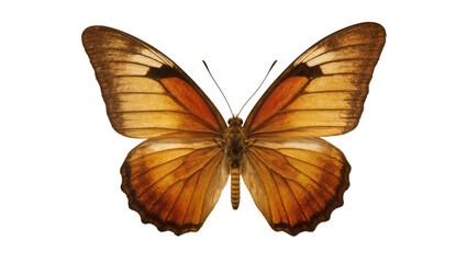 Brown and orange butterfly with intricate wing patterns, isolated on transparent background © Miguel