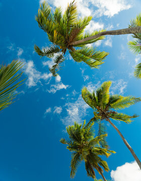 Coconut Palm Tree on Tropical Beach in Para&iacute;ba, Brazil (Coqueiro em praia tropical na Para&iacute;ba, Brasil)