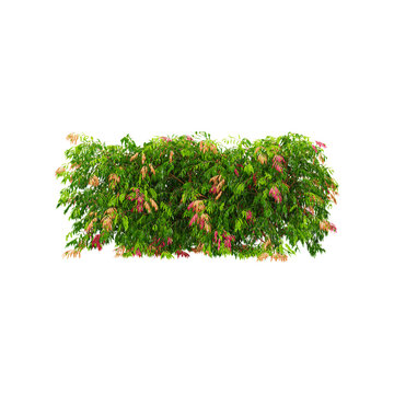 collection of lilly pilly  plant on transparent canvas