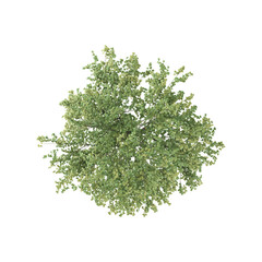 Naklejka premium collection of Slippery Elm tree on transparent canvas from top view