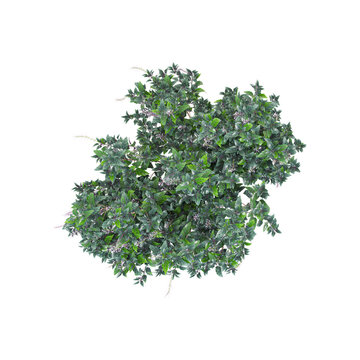 collection of Strobilanthes plant on transparent canvas from top view