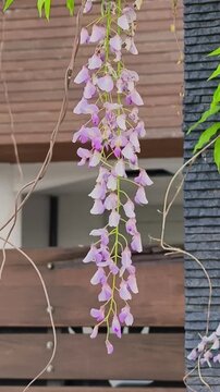 Beautiful purple wisteria flower clusters swaying gently in the wind, with a charming house softly blurred in the background on a sunny day.