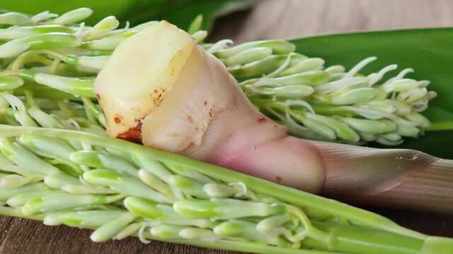 Mature galangal from the garden.