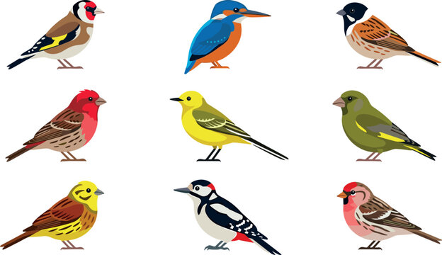 Colorful wild birds vector illustration collection set featuring small songbirds sparrow kingfisher woodpecker goldfinch and finches isolated on a white background.