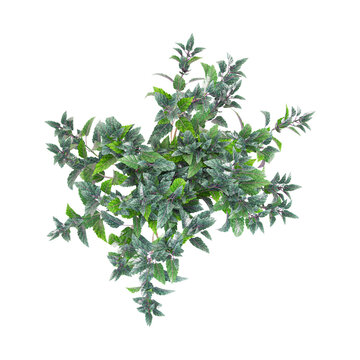 Green Strobilanthes plant isolated on Canvas from top view
