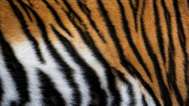 tiger fur photography clean and professional