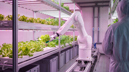 Robotic arm precisely harvesting fresh green lettuce plants in a controlled indoor vertical farm setting. © Le