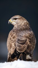 Fototapeta premium Close-up photo of a bird of prey