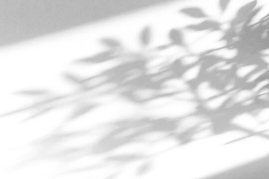 shadow overlay effect of natural tree leaves shadow over on white wall,abstract summer sunlight with shadow background,branch with leaves shadow,windows shadow,leaf shadow,plants shadow
