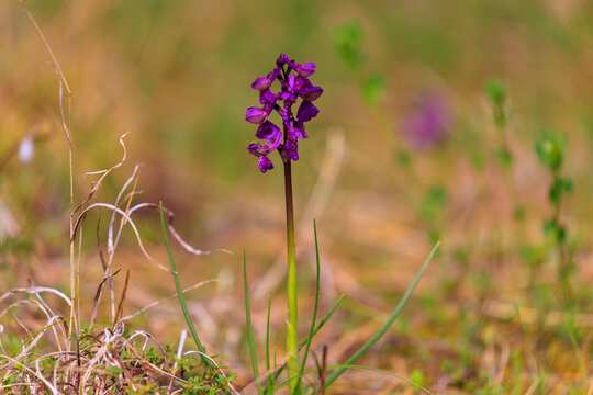 Anacamptis morio Wild Orchid in Grassland Meadow