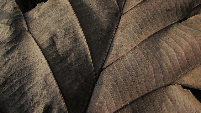 wood texture background