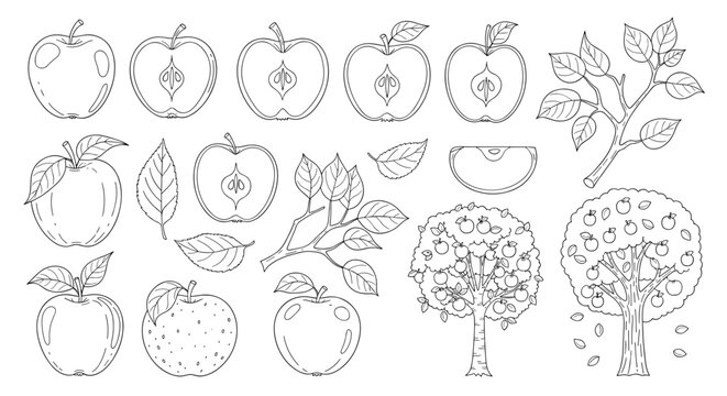 Large collection of line art drawings showing various parts of an apple tree from seeds and leaves to whole fruit and full trees.