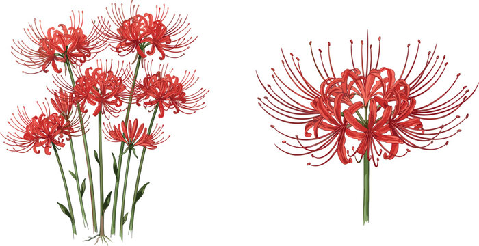 Red spider lily vector illustration set featuring realistic lycoris radiata flowers with stems isolated on a clean white background for botanical graphic designs.