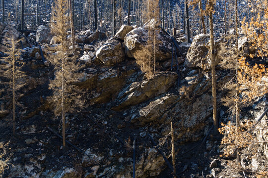 Burnt relict forest in the Teberda Nature Reserve on Dombai in the Gonachkhir Gorge