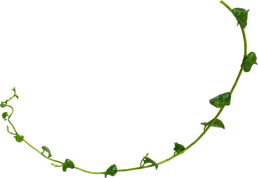 Fresh green binahong or heartleaf madeira vine (Anredera cordifolia) isolated on transparent background, PNG.