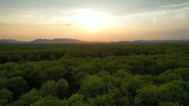 Lush green teak forests and abundant teak trees.