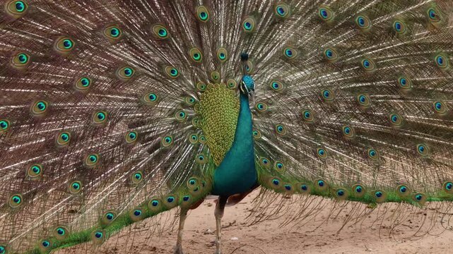 Majestic male peacock strutting slowly while displaying its fully fanned colorful tail feathers