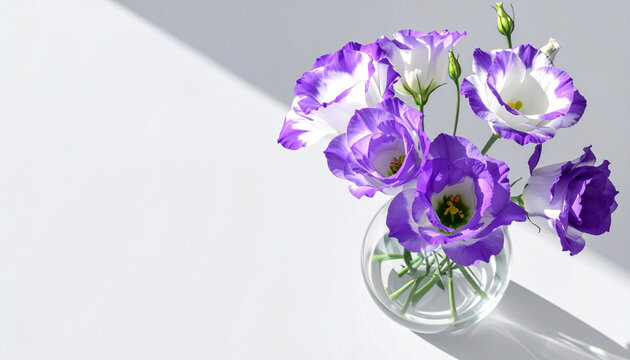 6月の誕生花トルコキキョウの置き画スタイルの背景 太陽光が当たっている上から俯瞰する画角