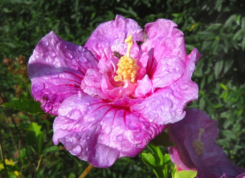 Straucheibisch, Hibiscus syriacus, rosa Bl&uuml;te mit Regentropfen im Sonnenschein. Er stammt aus China, wird aber in den meisten Regionen mit tropischem bis gem&auml;&szlig;igtem Klima kultiviert.
