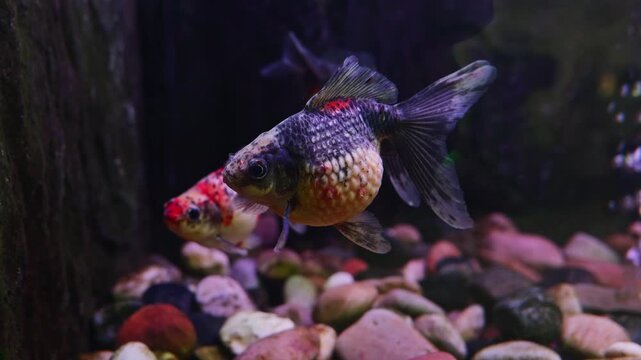 Two distinct fancy goldfish with patterned scales swimming and interacting near colorful river stones in an illuminated home aquarium