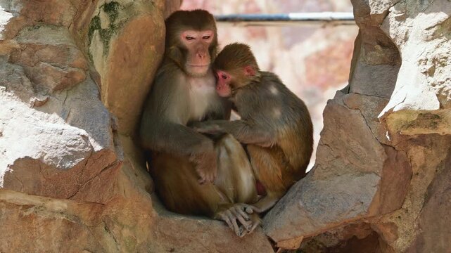 Rhesus Macaque mother and baby peacefully bond and groom while sitting comfortably in a rocky habitat during daytime