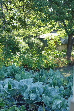 Fresh green cabbage growing in the garden on a sunny day