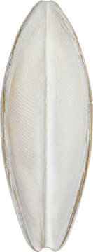 Natural white cuttlebone isolated on transparent background