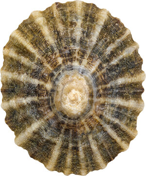 Single limpet seashell isolated on transparent background