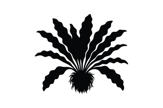Birds Nest Fern With Wavy Leaves And Root Ball Black Silhouette Artwork