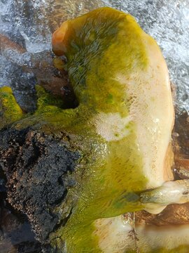 Colpomenia sinuosa, a type of brown algae often known as imitation bubble algae or oyster thief that lives on rocks
