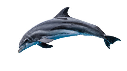 Sleek grey dolphin swimming, isolated on transparent background © Claudia
